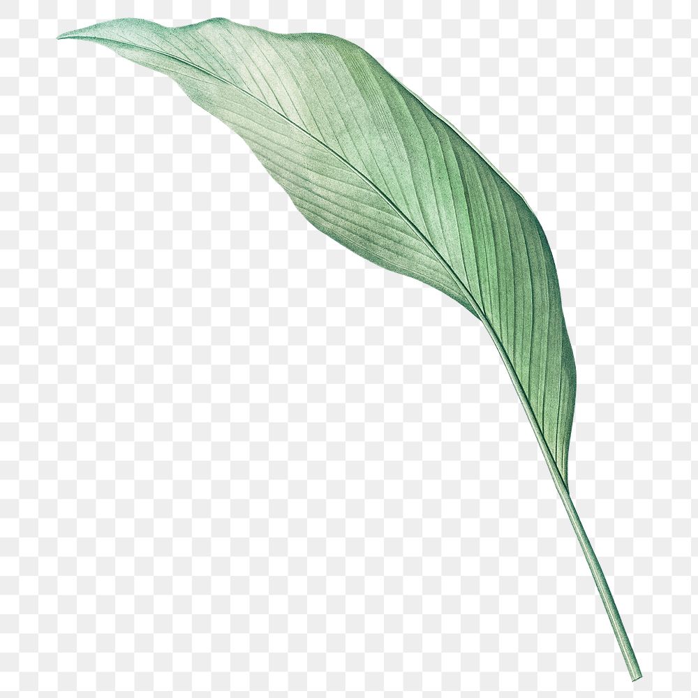 Vintage leaf png green, transparent background