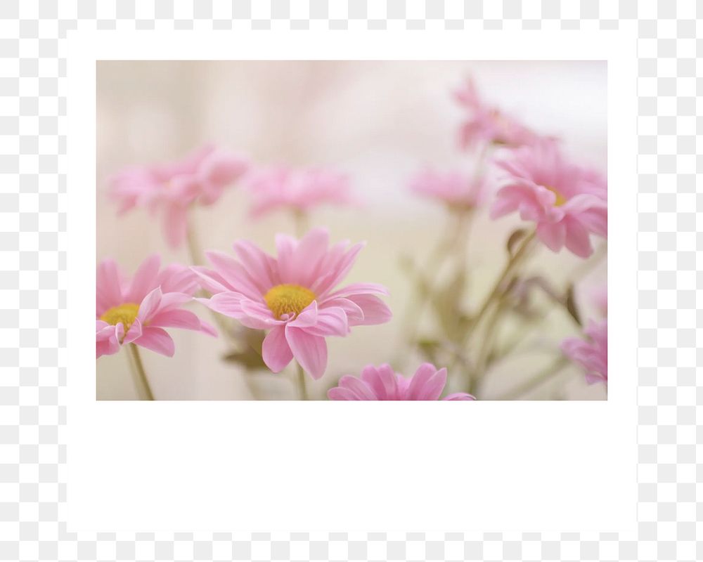 PNG Pink flower instant film frame, transparent background