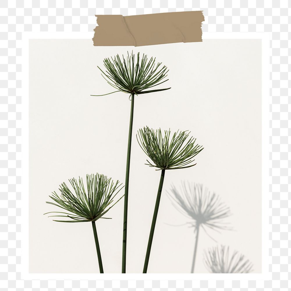 Papyrus plant png notepaper, transparent background