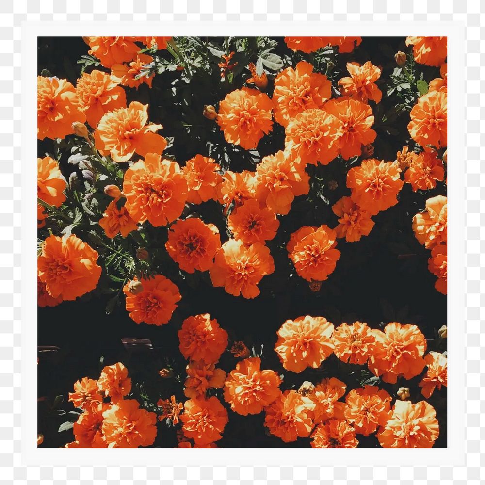 PNG Orange flowers, transparent background