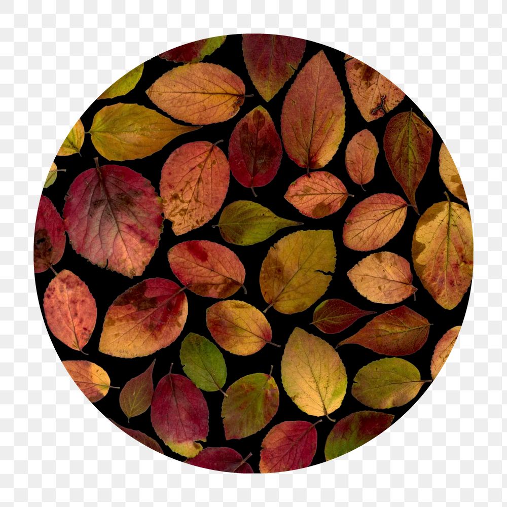 Autumn leaf png round shape, transparent background