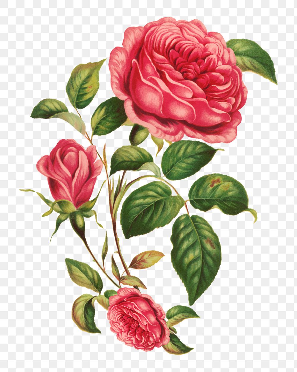 Blooming red rose png vintage flower, transparent background