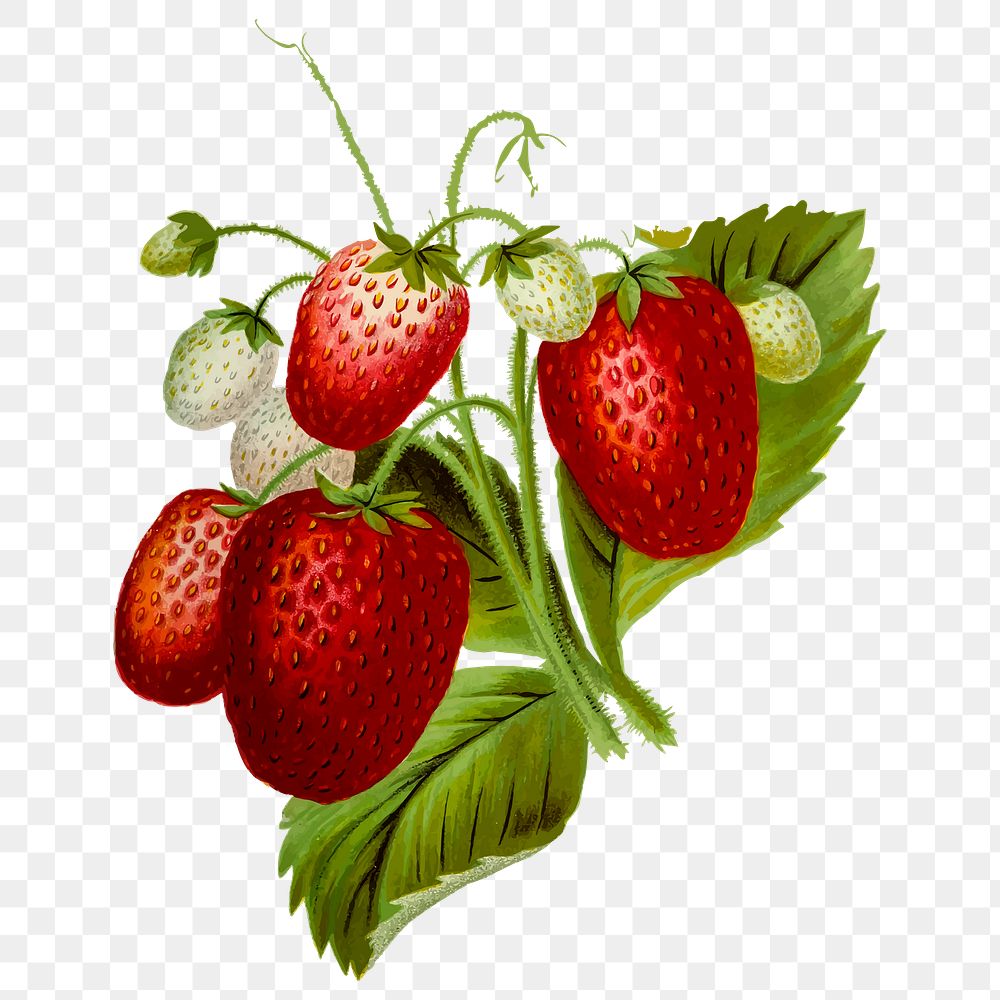 Strawberry png sticker, transparent background. Free public domain CC0 image.