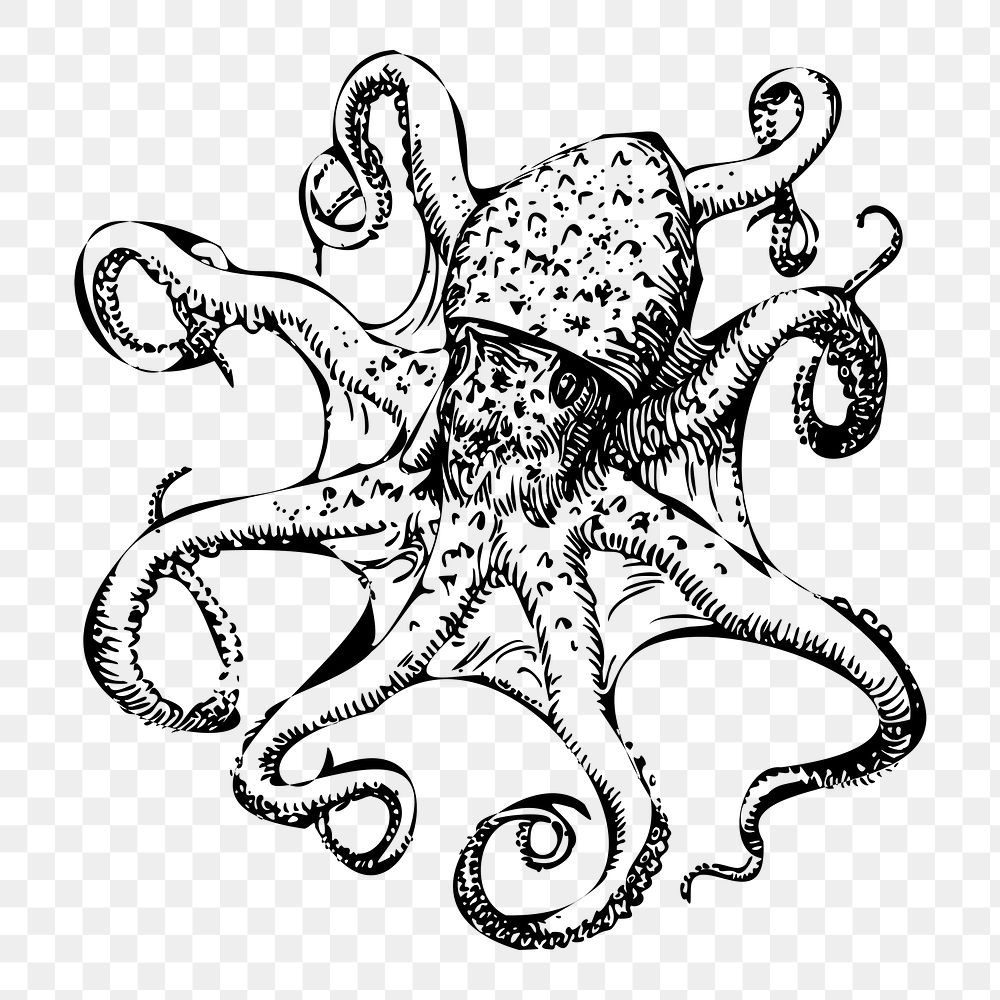 PNG Octopus clipart, transparent background. Free public domain CC0 image.