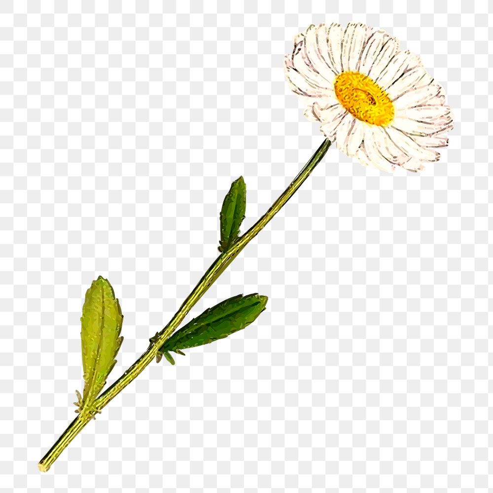 Flower png sticker, transparent background. Free public domain CC0 image.