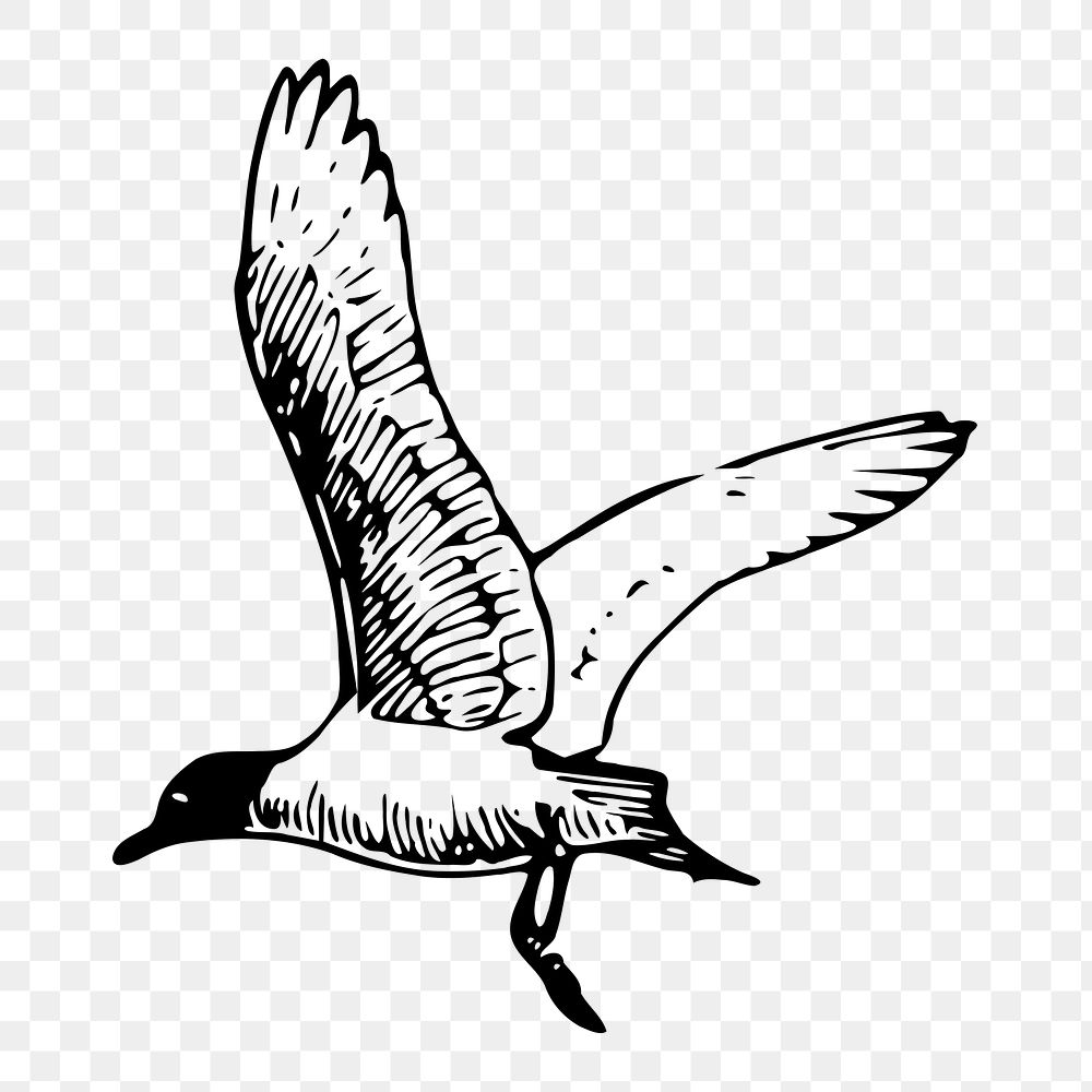Seagull png illustration, transparent background. Free public domain CC0 image.