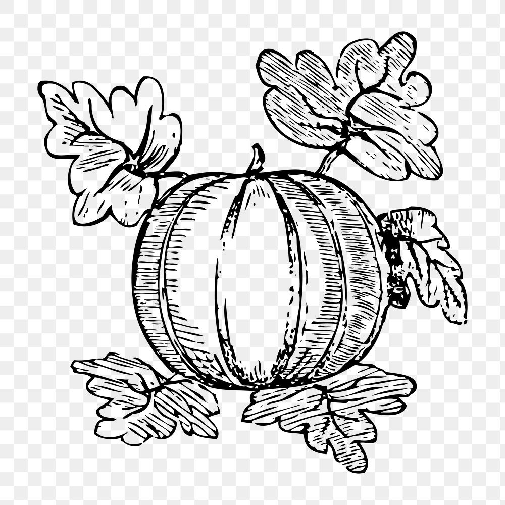 Pumpkin png illustration, transparent background. Free public domain CC0 image.