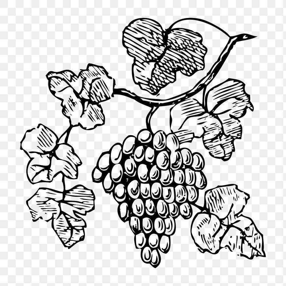 Grape png illustration, transparent background. Free public domain CC0 image.