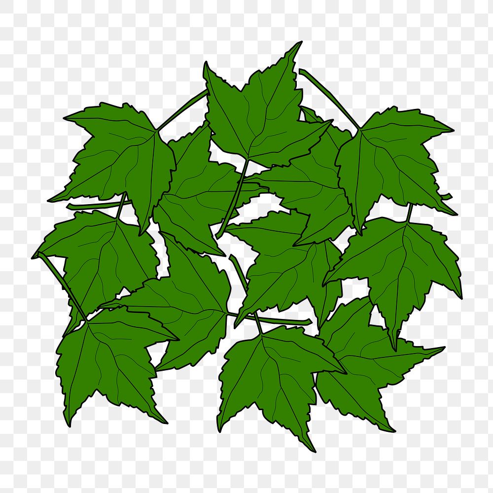 Maple leaves png illustration, transparent background. Free public domain CC0 image.