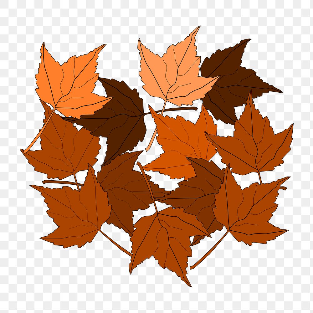 Autumn maple leaves png illustration, transparent background. Free public domain CC0 image.