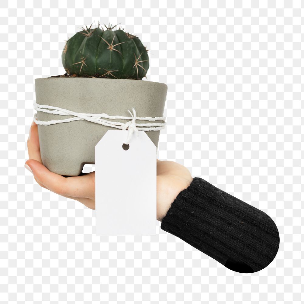 Hand holding cactus png, transparent background