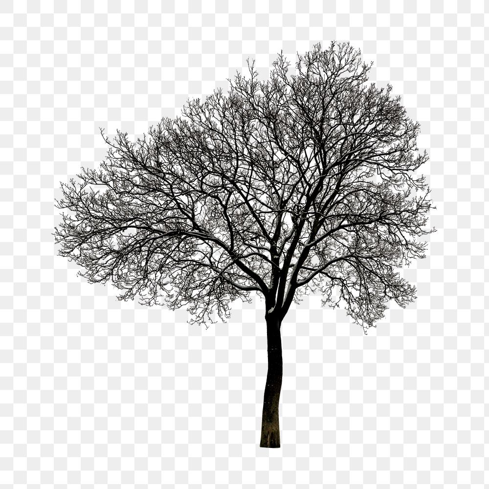 Png winter tree, isolated collage element, transparent background