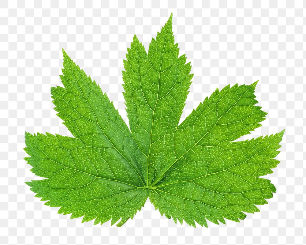 Green Maple leaf png, transparent background