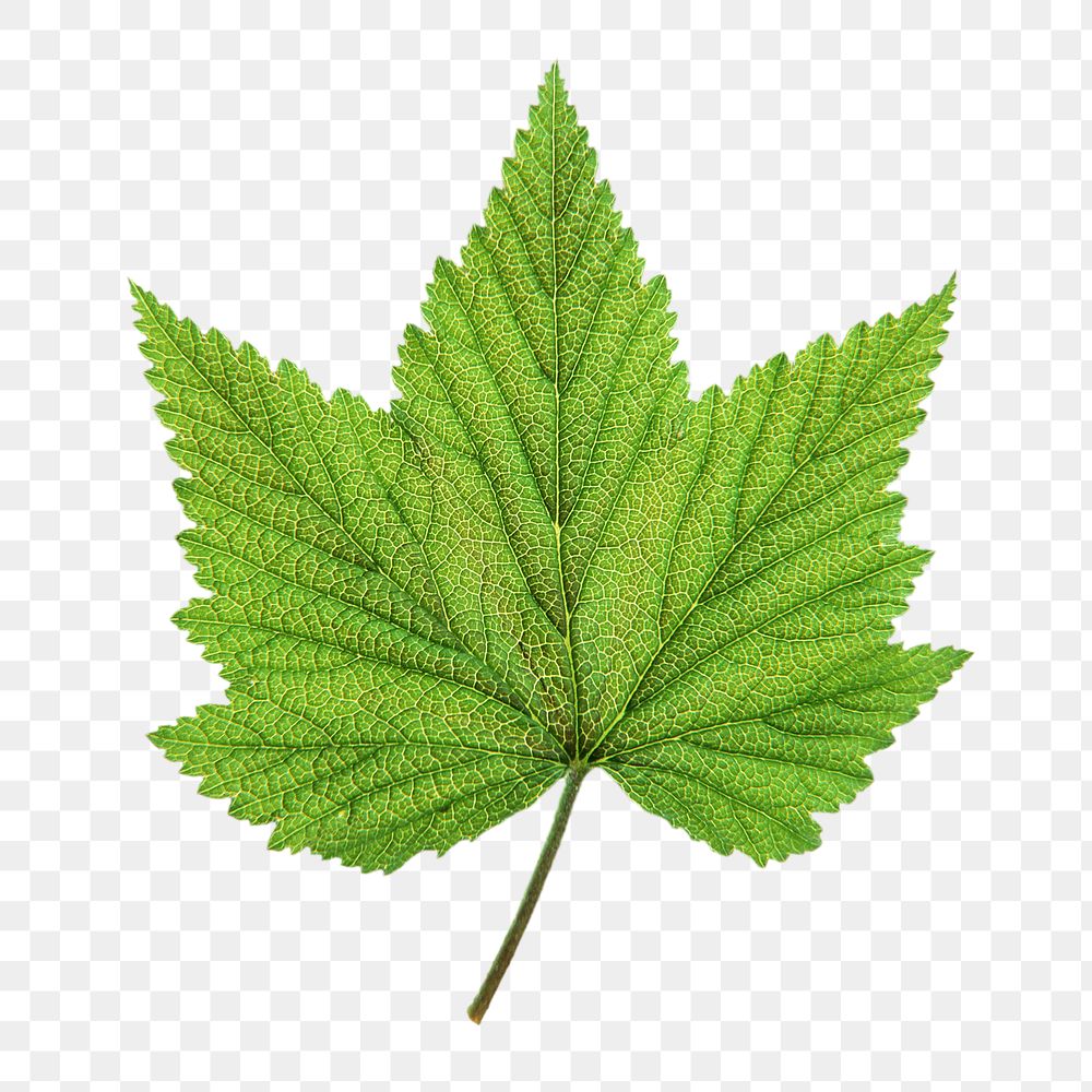 Green png maple leaf , transparent background