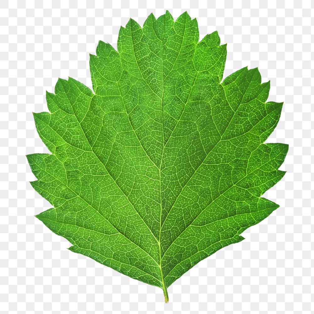 Green fresh leaf png, transparent background