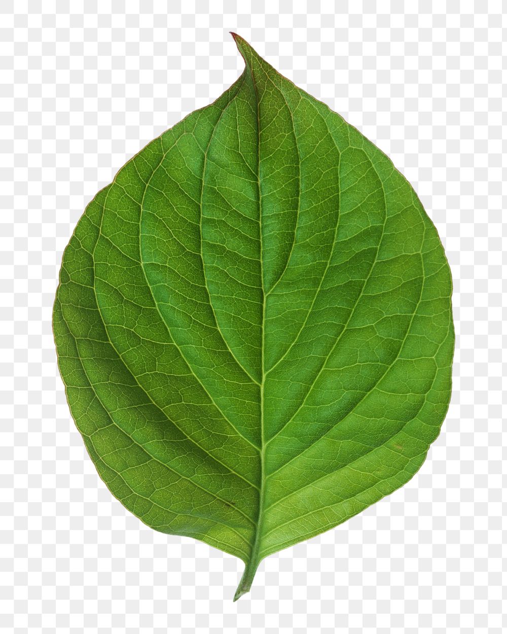 Green plant leaf png, transparent background