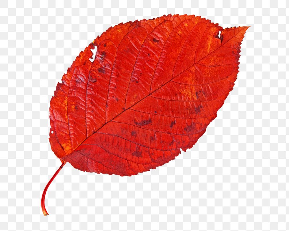 Red png dry leaf, transparent background