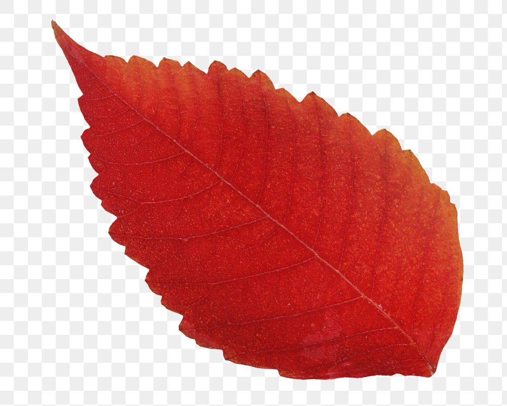 Red png dry leaf, transparent background