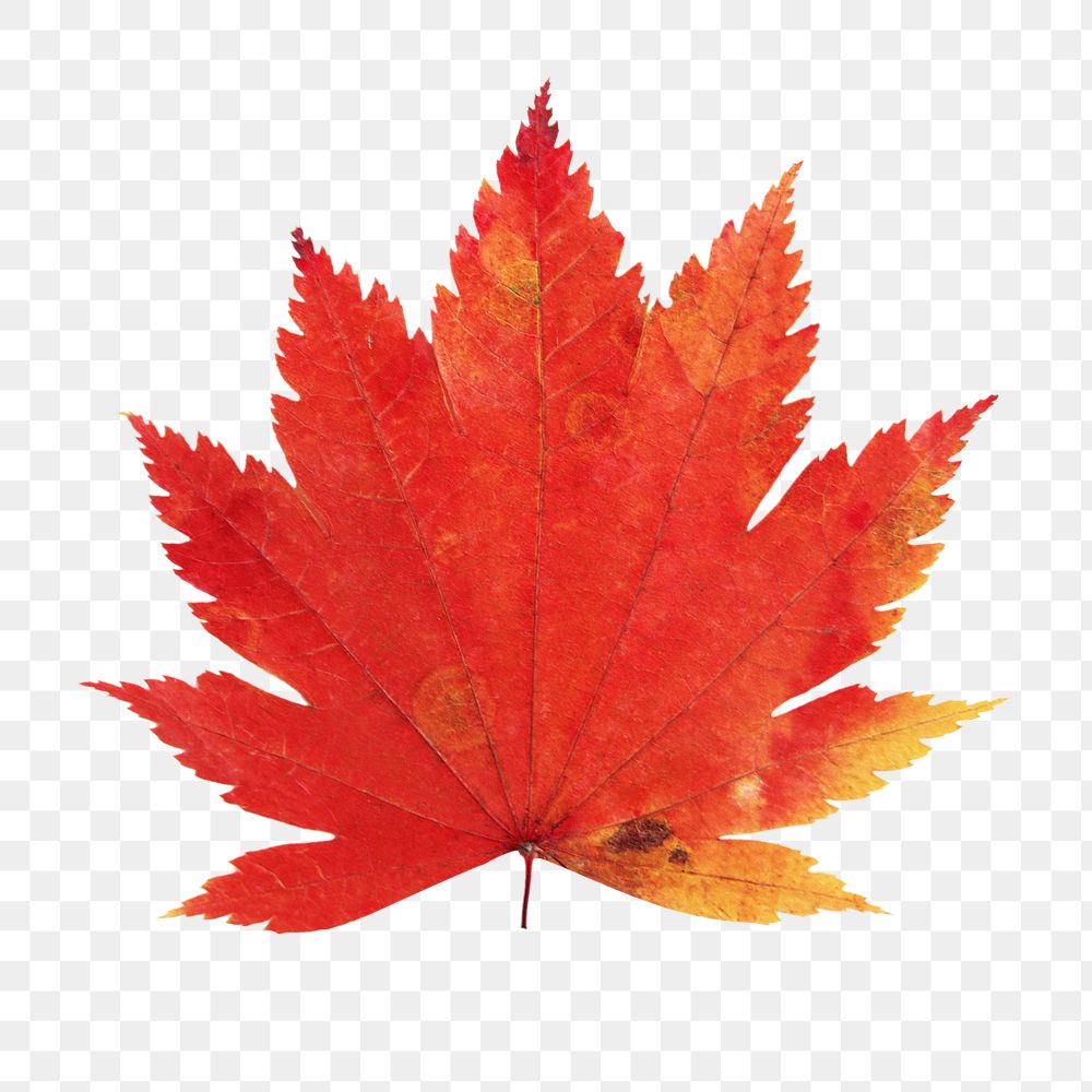 Dry maple png leaf, transparent background