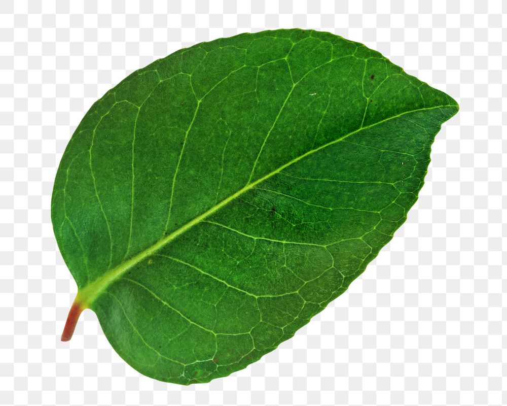 Dark green png leaf, transparent background