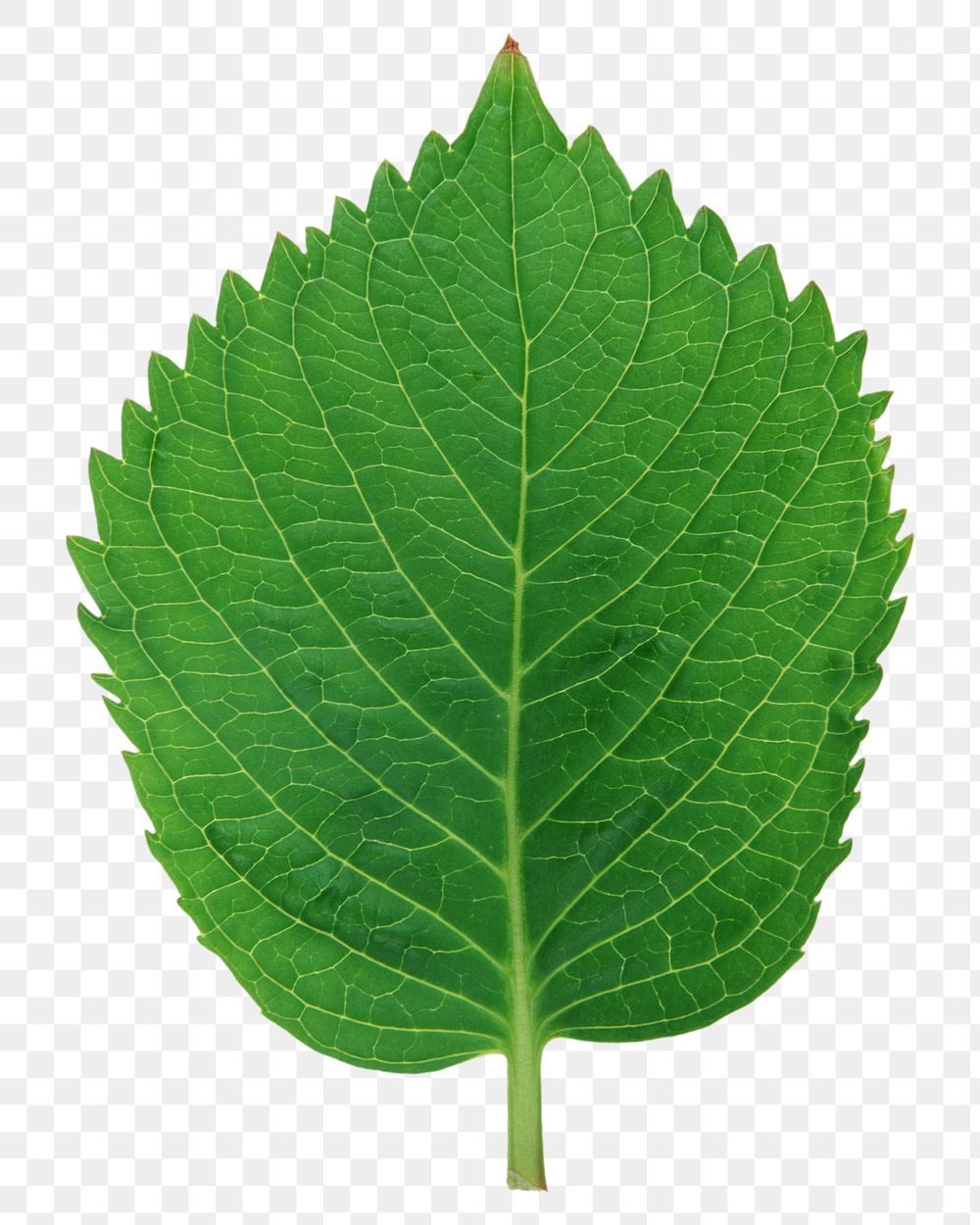 Green Perilla leaf png, transparent background