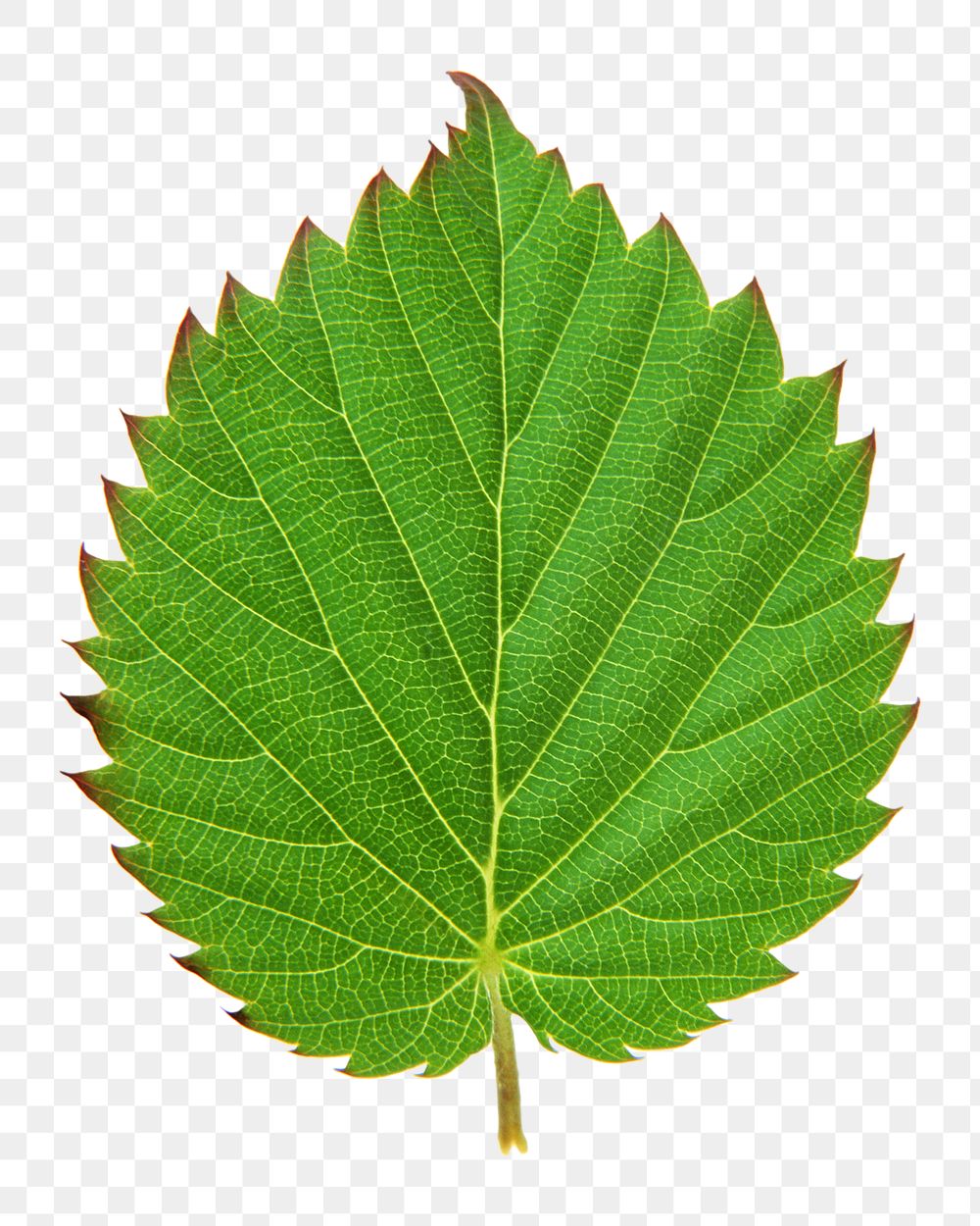 Green botanical leaf png, transparent background