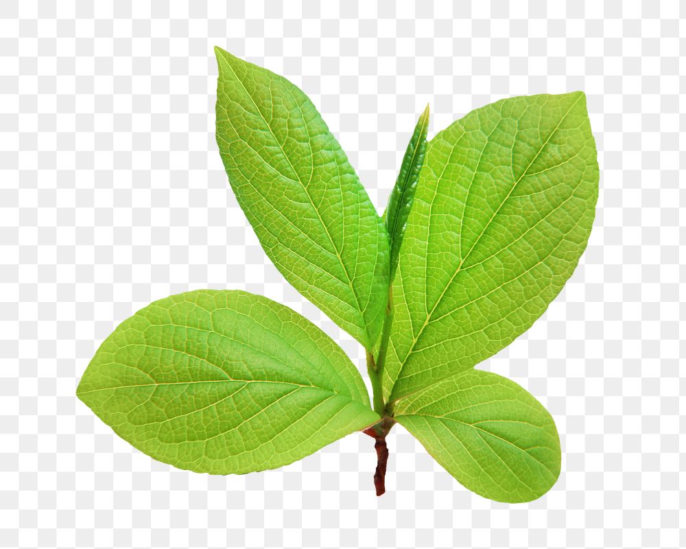 Green tree leaves png, transparent background