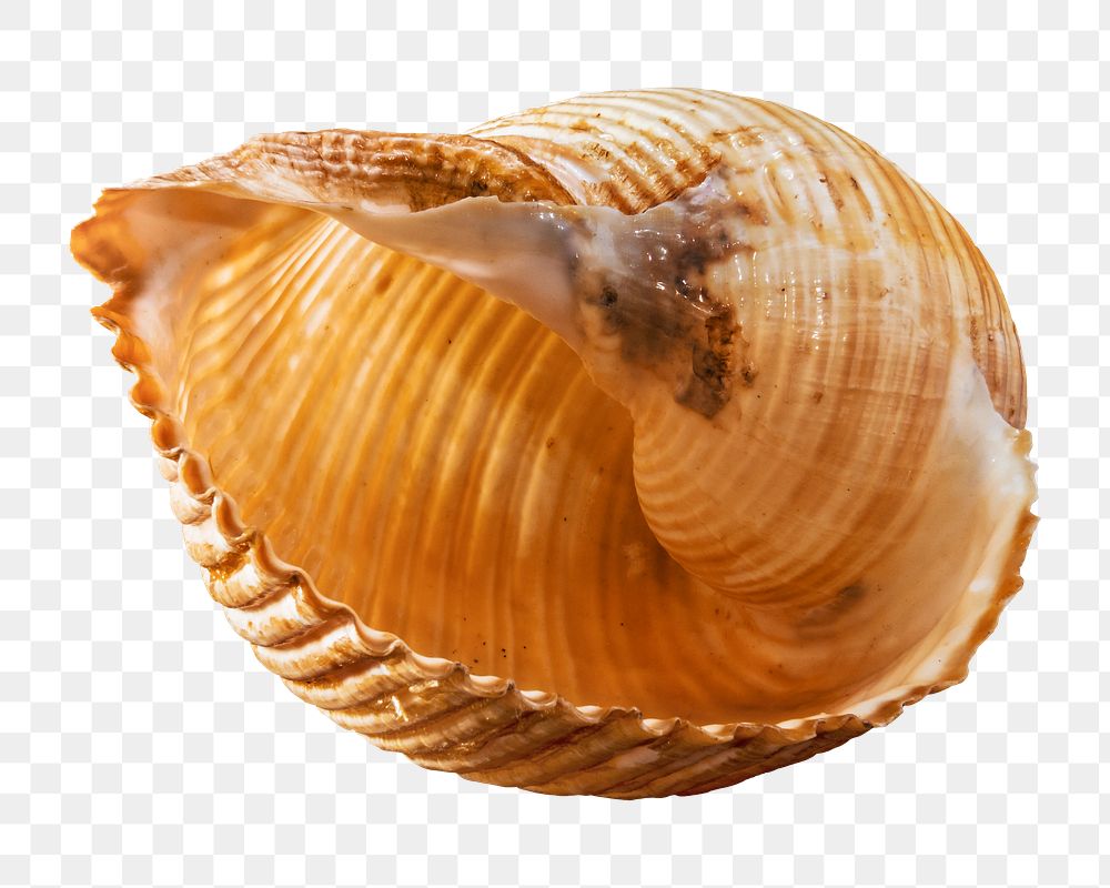 Sea shell png, design element, transparent background