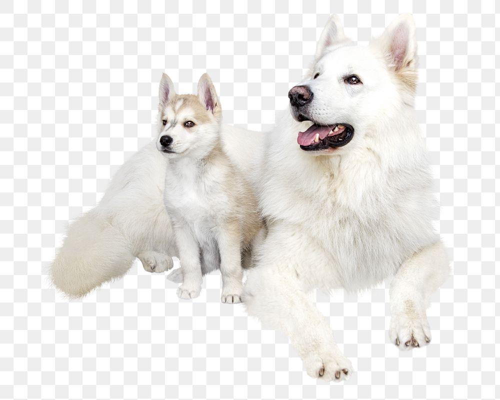 White dogs png collage element, transparent background