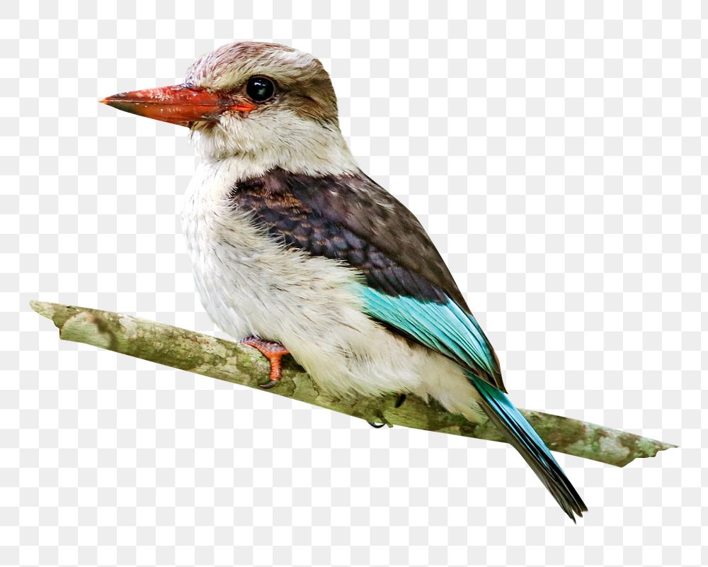 Kingfisher bird png, transparent background