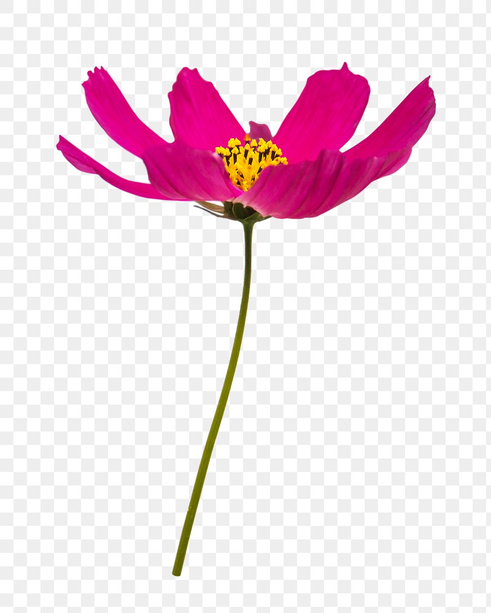Pink cosmos png flower image, transparent background