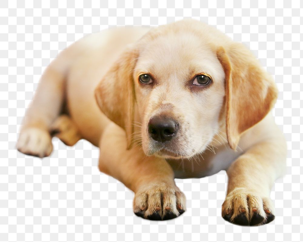 Labrador puppy png, cute dog, design element, transparent background