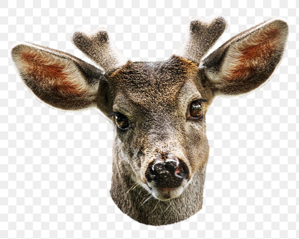 Deer head png collage element, transparent background