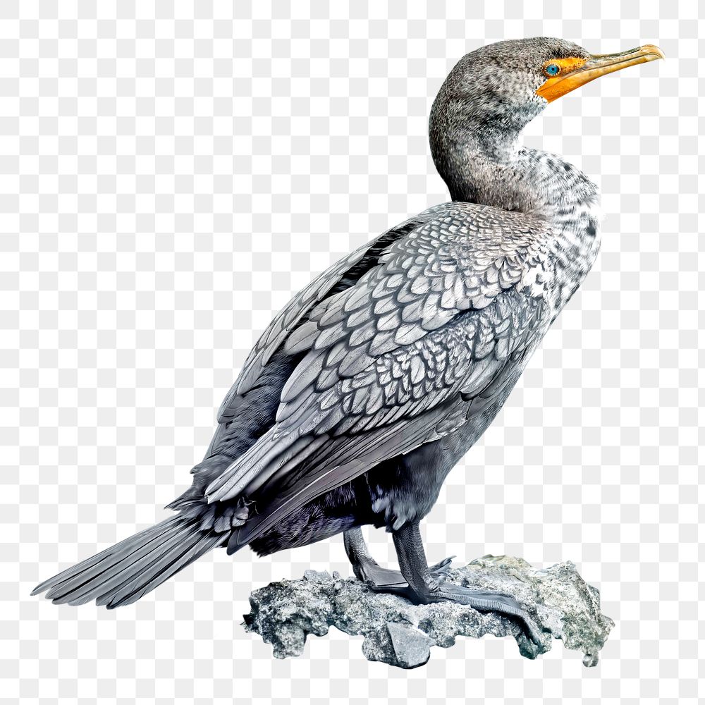 Big beak png bird, transparent background