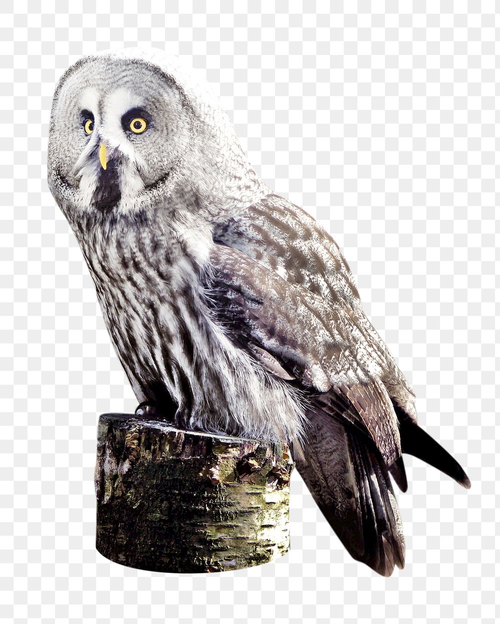 Grey owl png, design element, transparent background