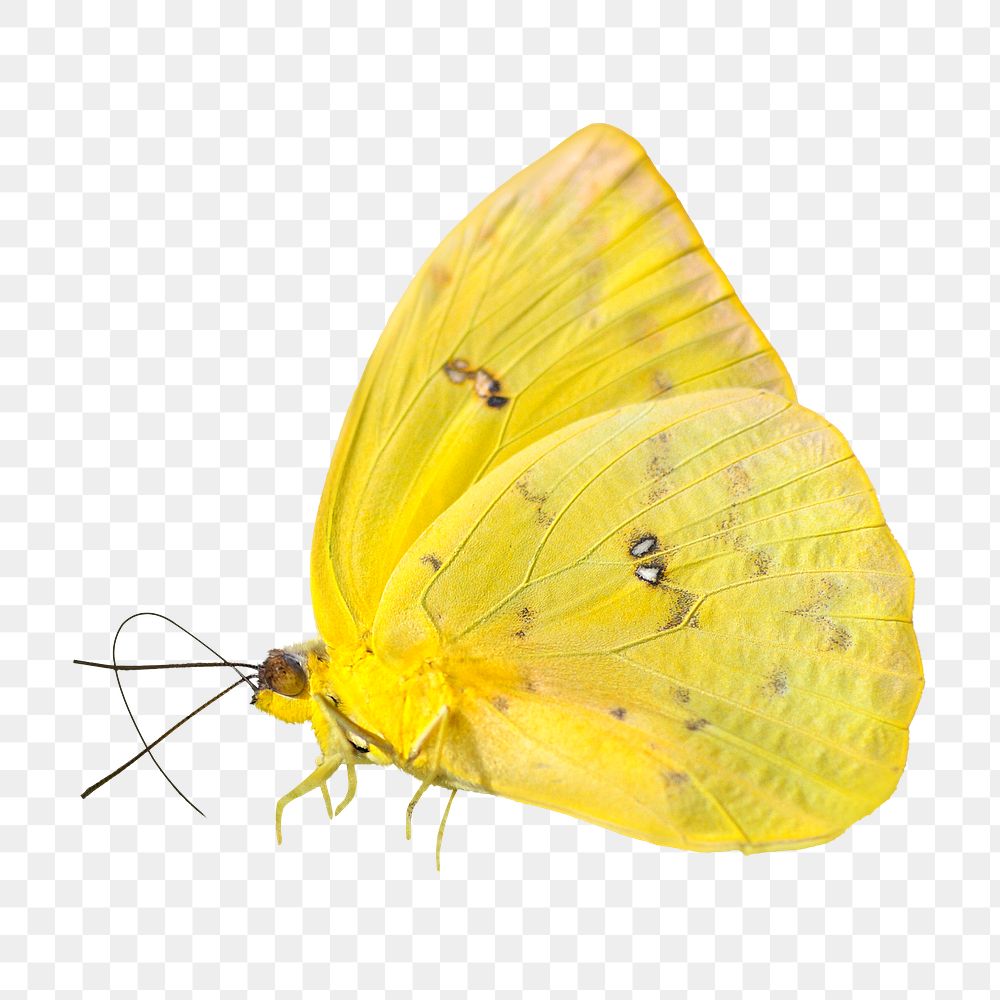 Yellow butterfly png, transparent background