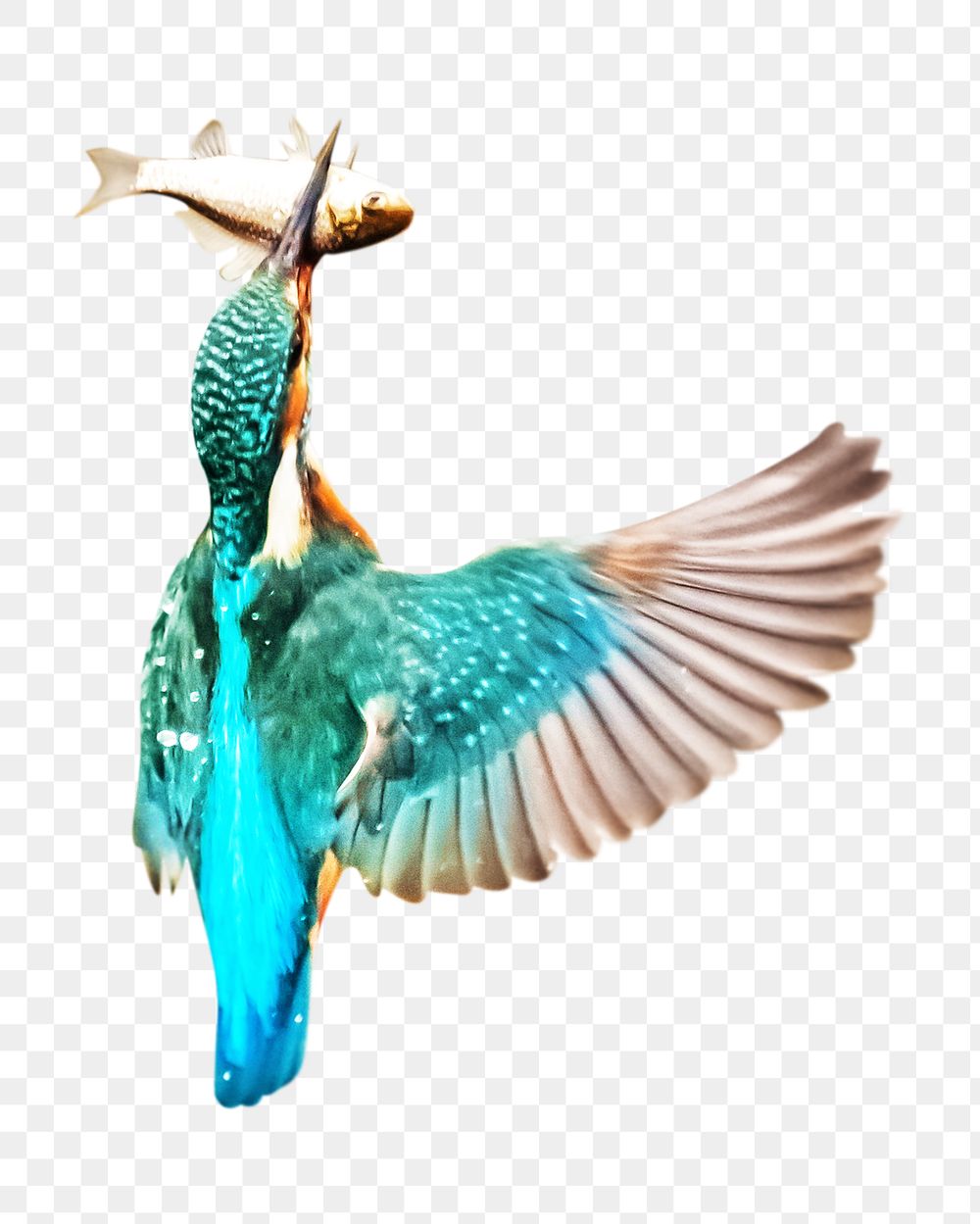 Kingfisher bird png, transparent background