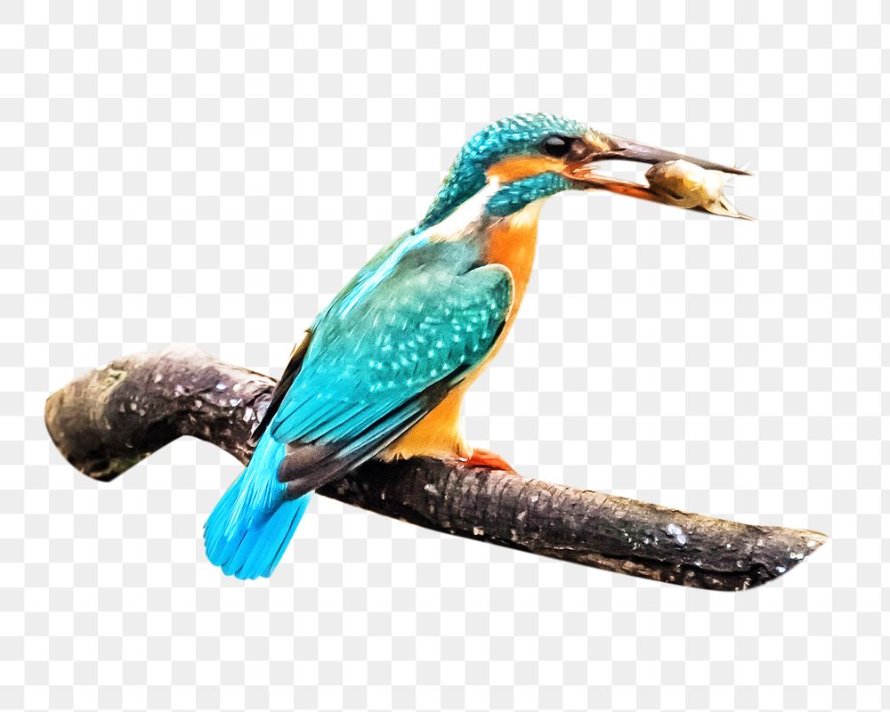 Kingfisher bird png, transparent background