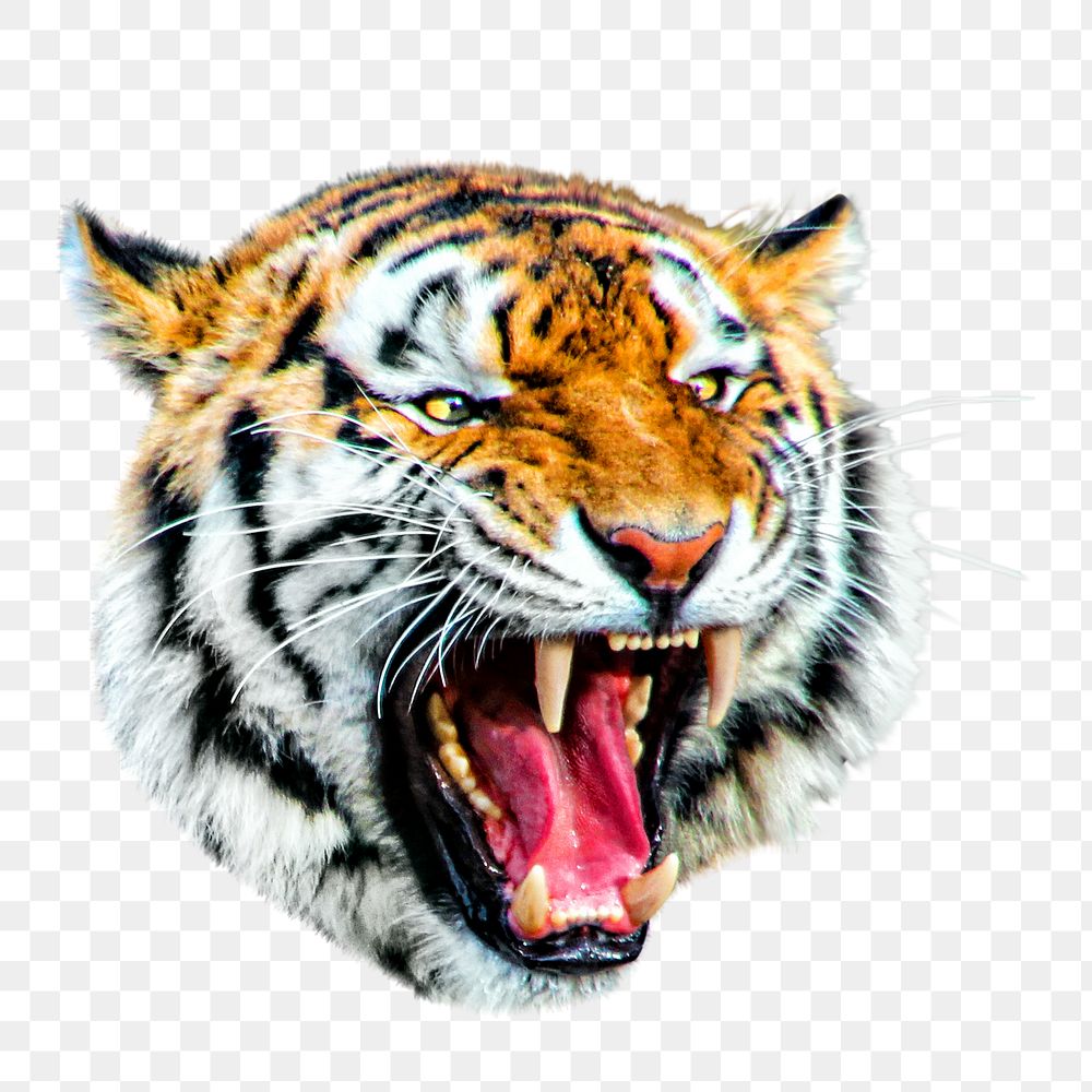 Asian tiger png, design element, transparent background