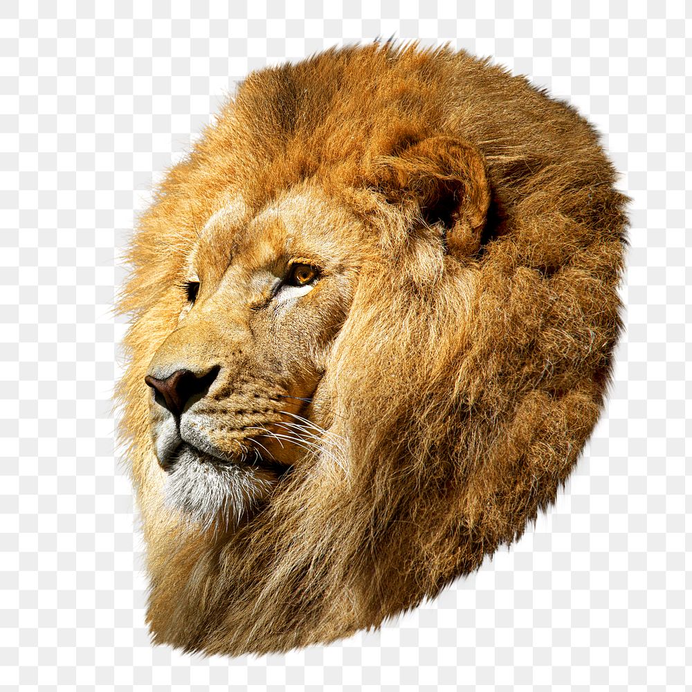 Male lion png, design element, transparent background