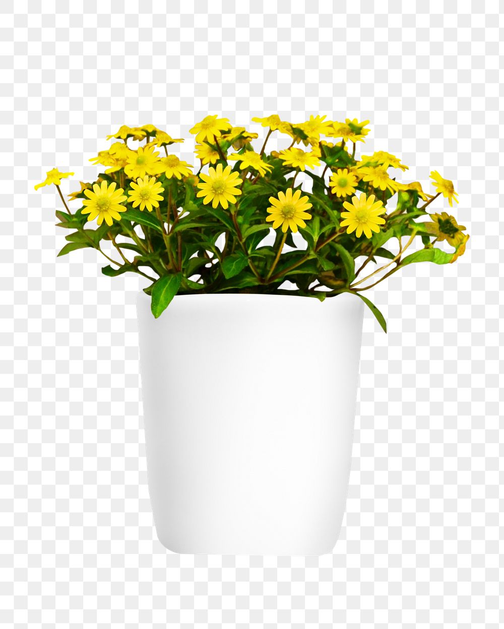 Potted yellow flower png, transparent background