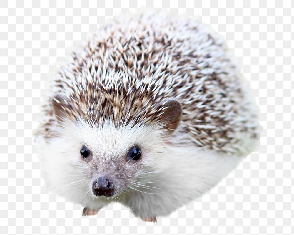 Cute hedgehog png, design element, transparent background