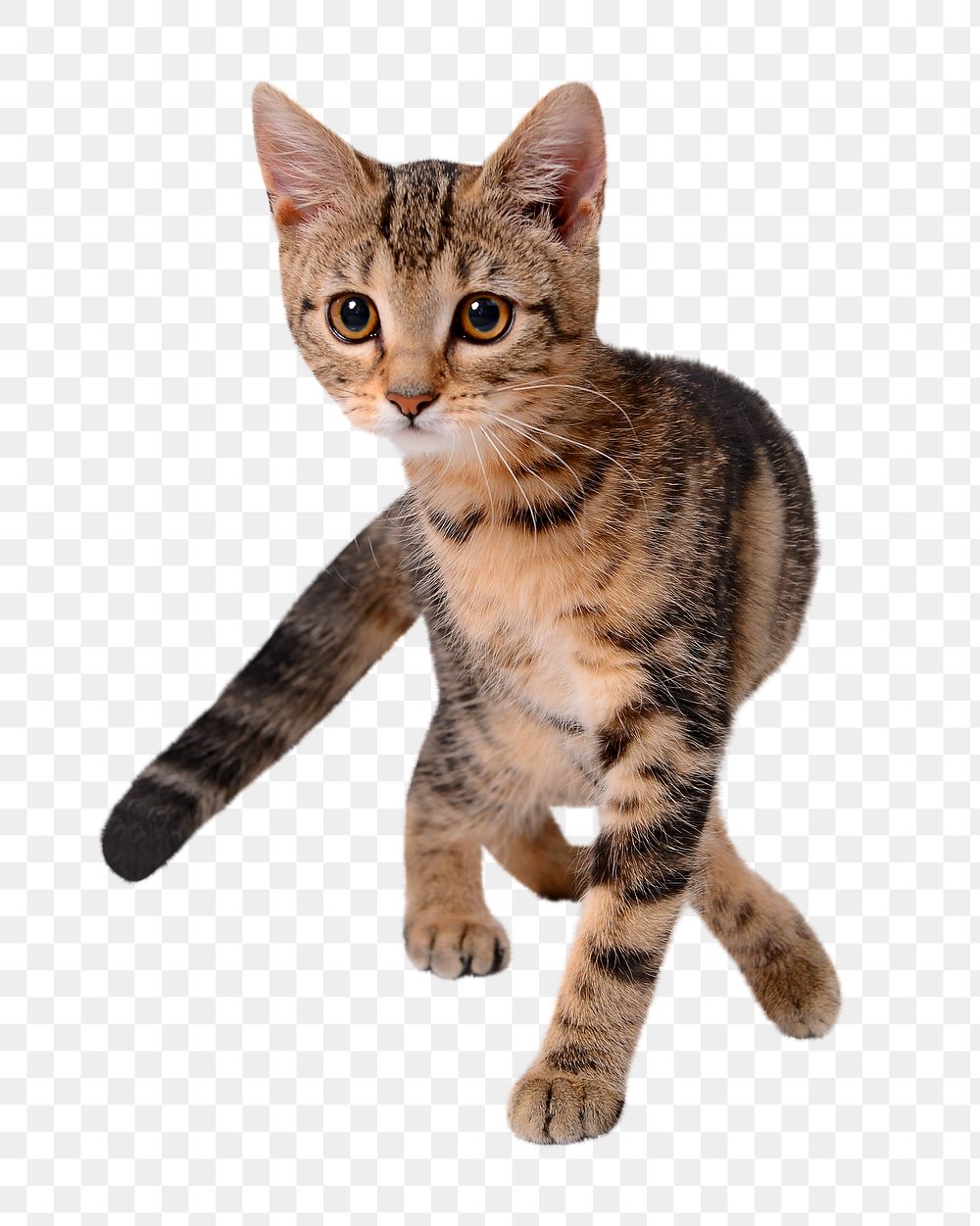 Striped kitten png, isolated design, transparent background