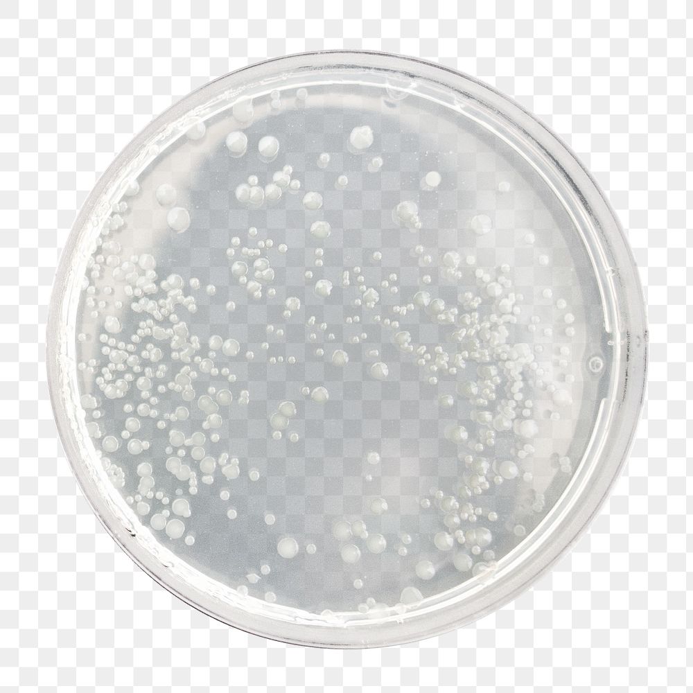 Png petri dish, isolated collage element, transparent background