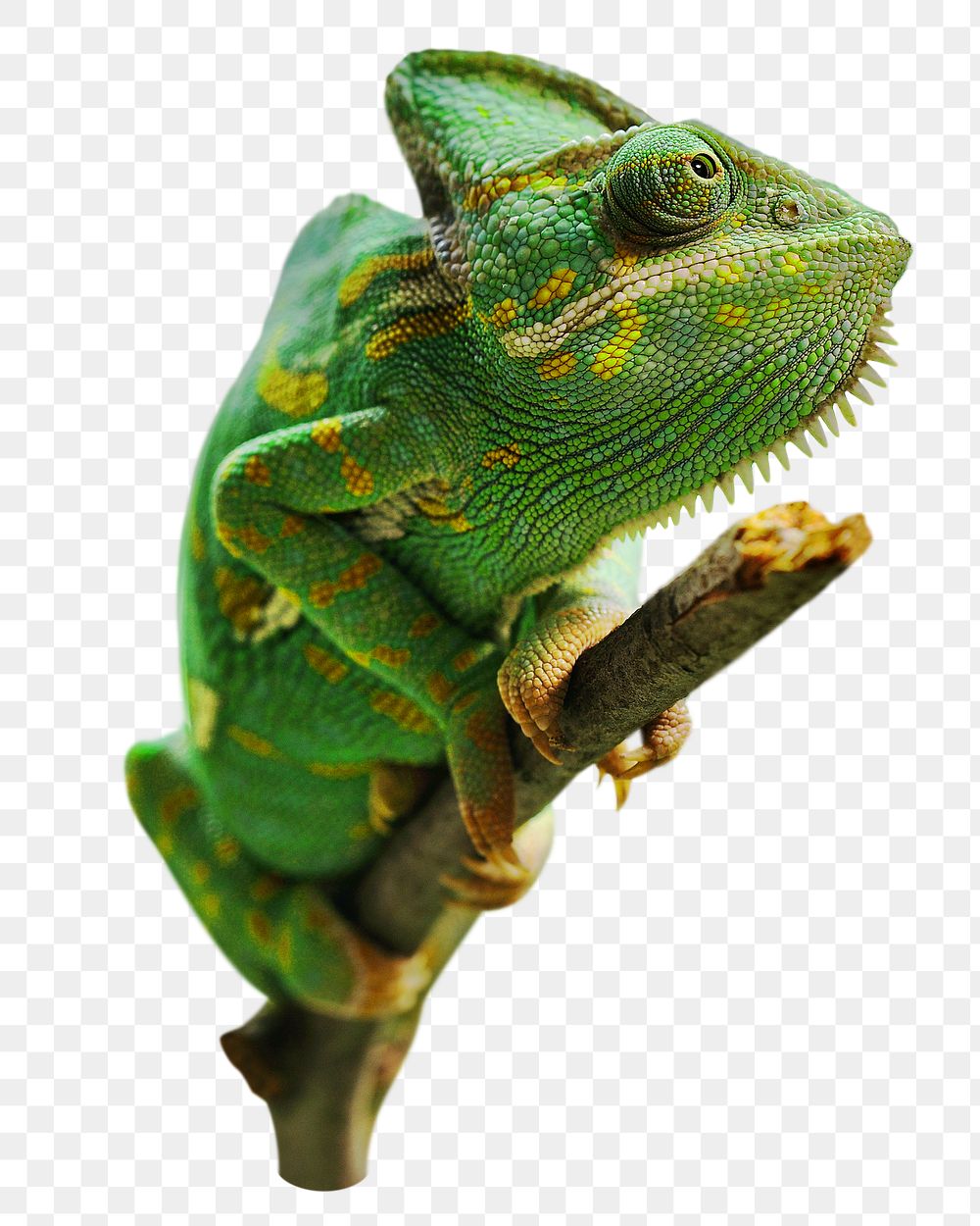 Green iguana png, design element, transparent background