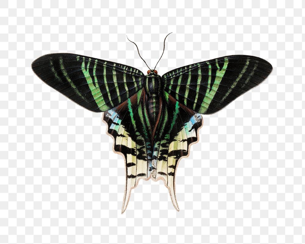 Green butterfly png vintage illustration, transparent background
