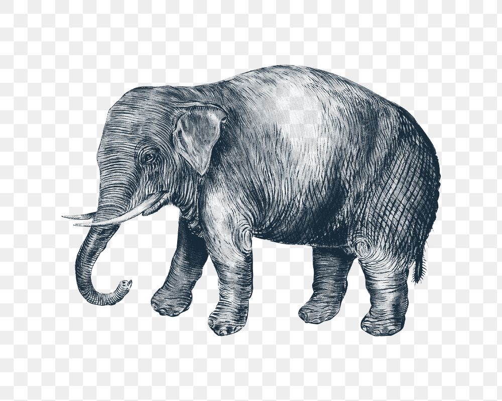 Elephant png vintage illustration, transparent background