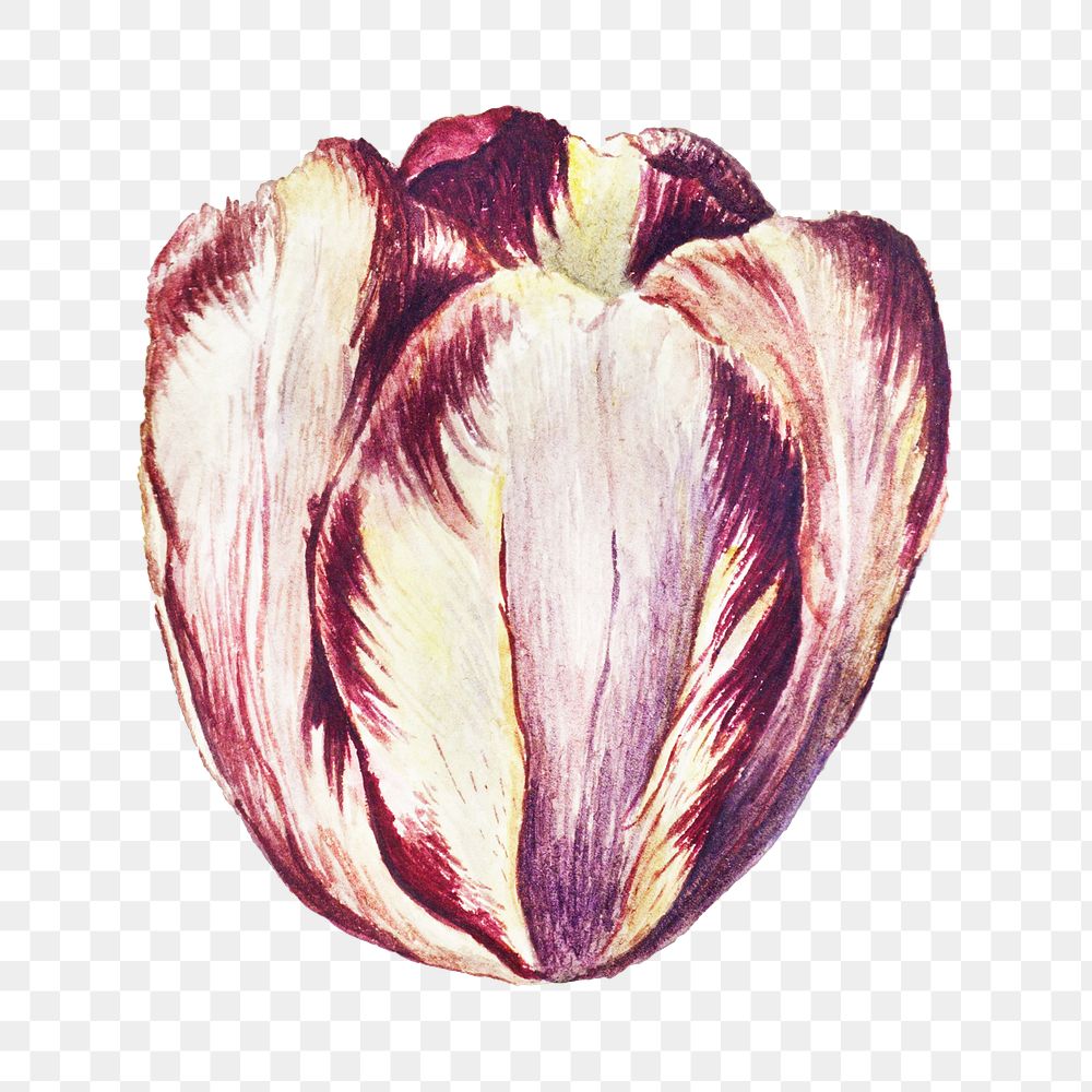 PNG blooming tulip, collage element, transparent background