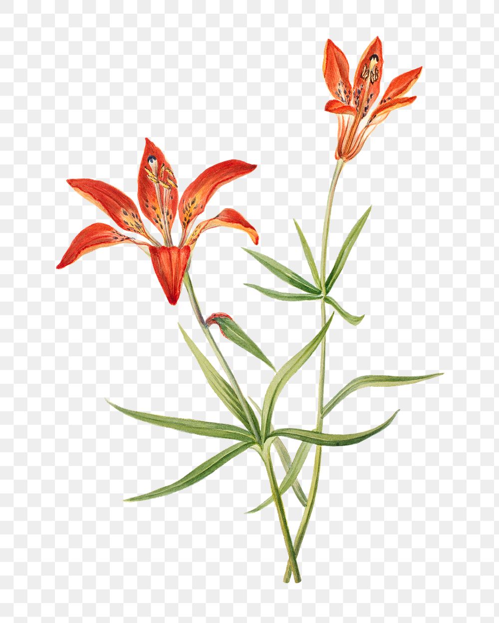 Red lily blossom png, transparent background