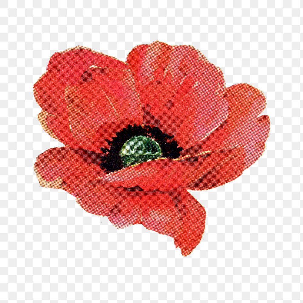 PNG poppy flower, collage element, transparent background